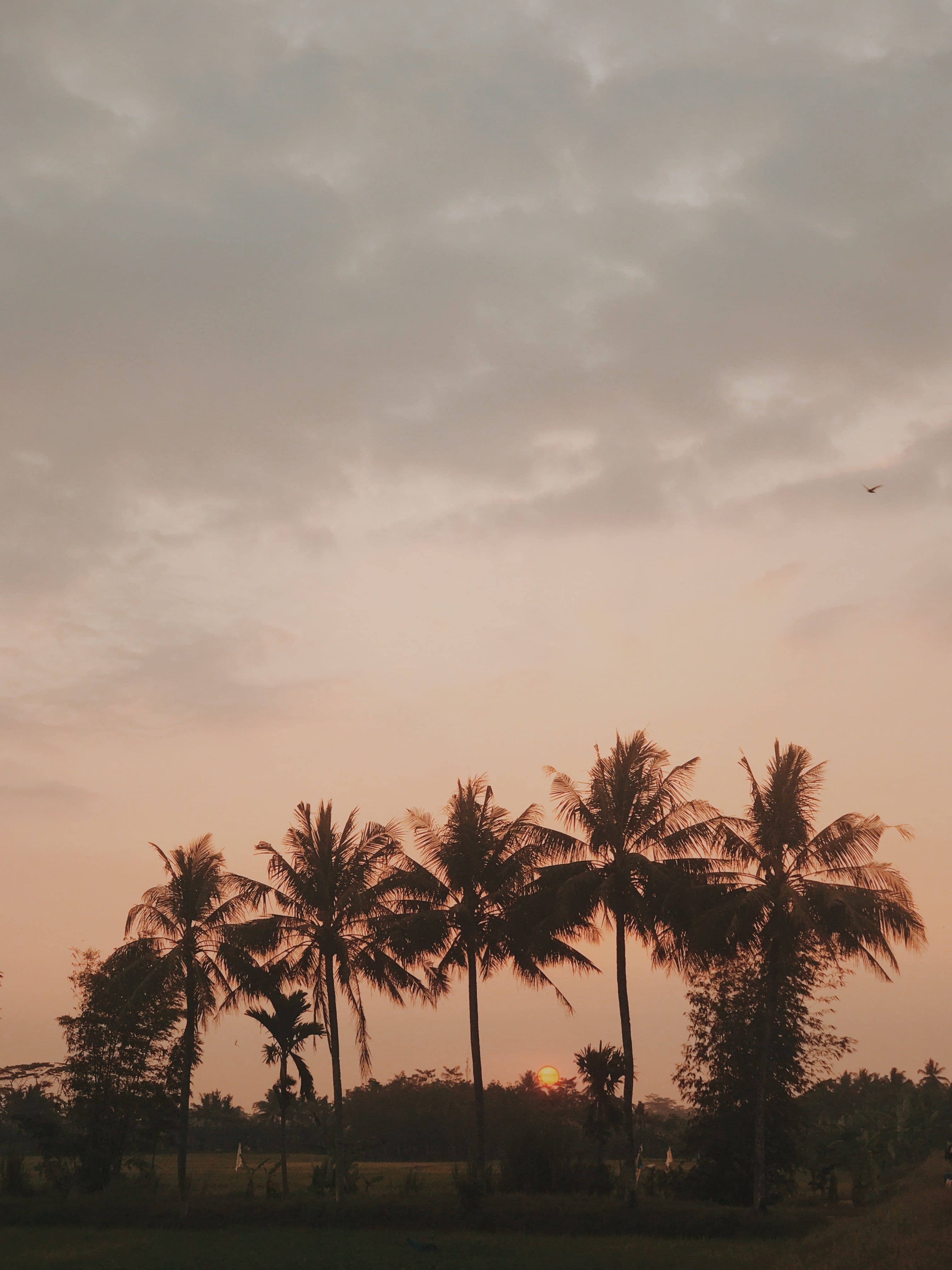 Golden hour